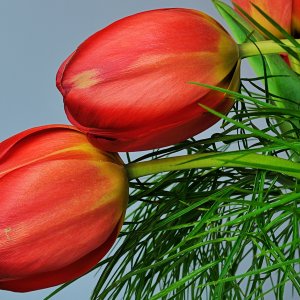 Rote Schönheiten...... Wolfgang Rauchfleisch